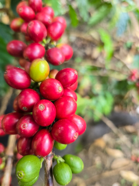 Red Caturron coffee berries on a branch with green leaves