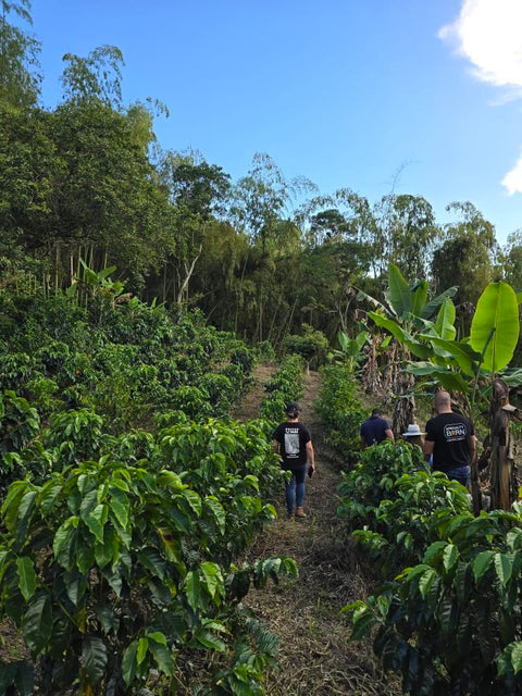 Three people walking through a coffee plantation with greenery and blue sky.