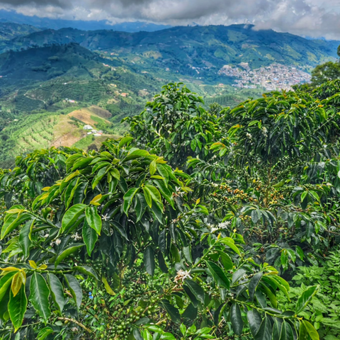 Coffee plantation with mountains in the background