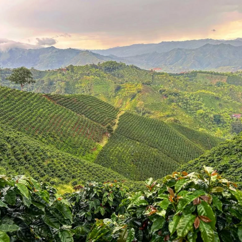 Specialty coffee highlighting native bee pollination