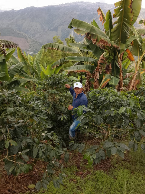 Person standing among coffee plants in a lush green coffee farm with mountains in the background