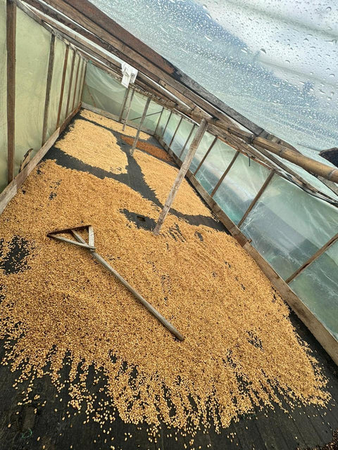 Yellow honey process in action at Finca Los Angeles, Colombia – Bourbon Papayo coffee drying under controlled conditions