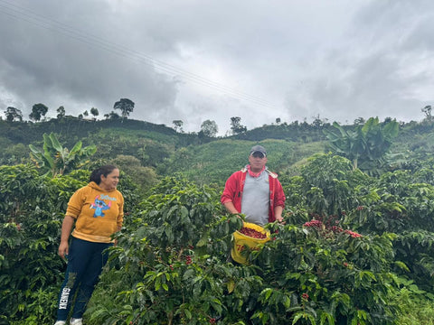 Freshly harvested Bourbon Papayo coffee cherries held by farmer at Finca Los Angeles, with Colombian mountains in the background