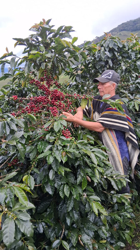 Spicy Bourbon - Natural