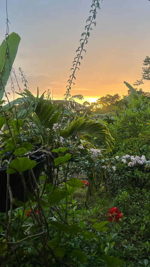 Sunset over a lush garden with greenery and flowers from our family farm finca Bugambilias - Alchemy Harvest Coffee