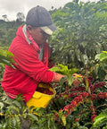 Alchemy Harvest Coffee Producer Jhojan Ramirez picking his signature coffee bourbon papayo in his farm Finca Los Angeles