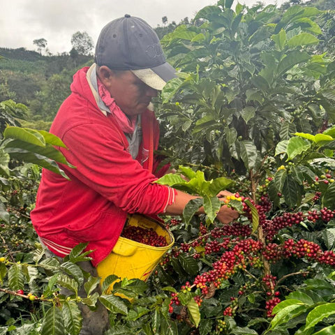 Alchemy Harvest Coffee Producer Jhojan Ramirez picking his signature coffee bourbon papayo in his farm Finca Los Angeles