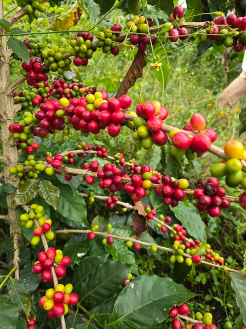 Alchemy Harvest Coffee - a close up view of a Caturron Coffee plant with several coffee cherries ready for harvest | iamage from Finca Los Lembos