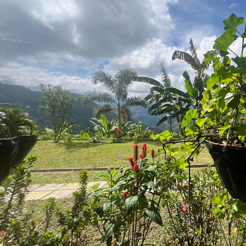 Alchemy Harvest Coffee - View from our family house in Finca Bugambilias