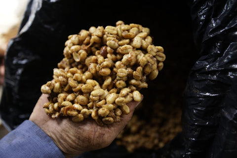 Alchemy Harvest Coffee - Sudan Rume honey process from farm Finca El Rubi. coffee producer Sergio Londoño holds a hand full of parchment coffee