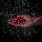 Pink Bourbon - Washed