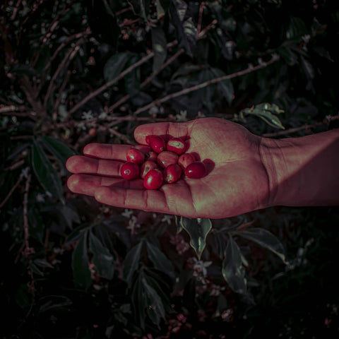 Pink Bourbon - Washed Espresso