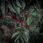 Pink Bourbon - Washed