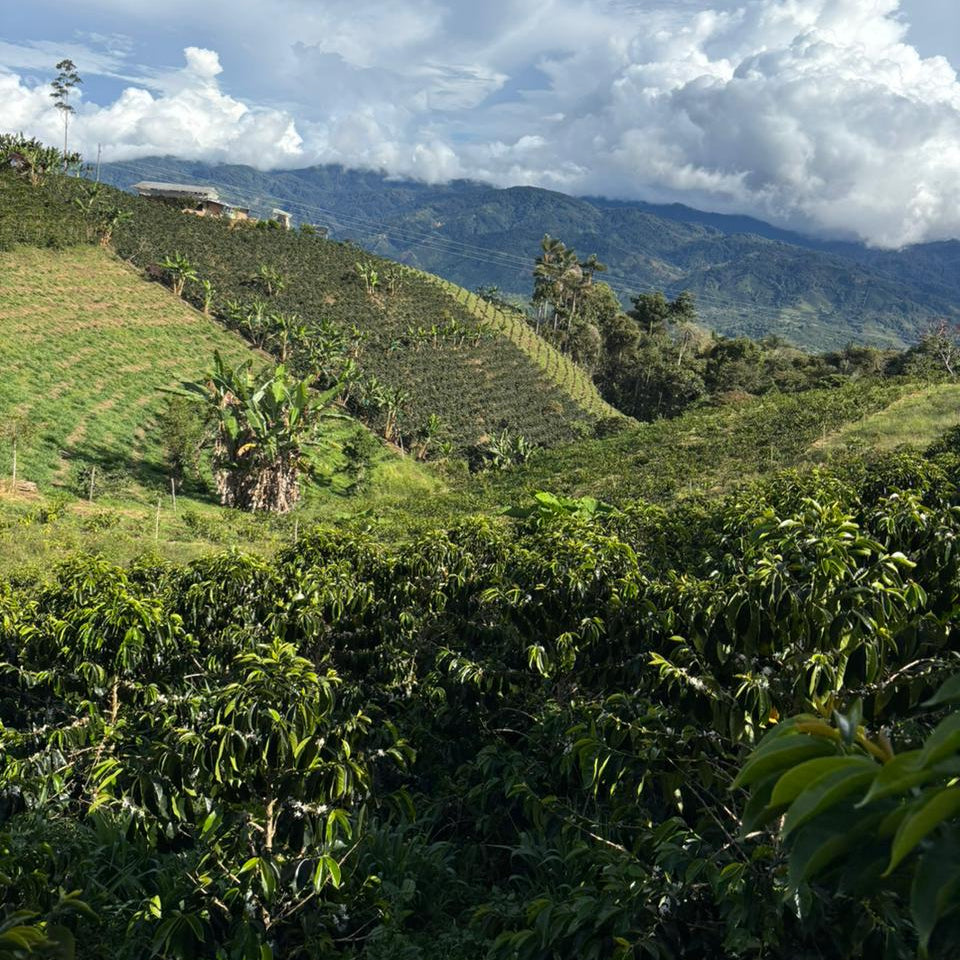 Pink Bourbon - Natural