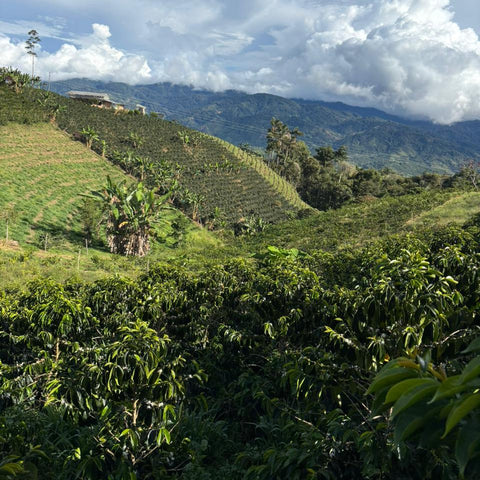 Pink Bourbon - Washed Espresso