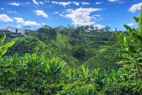 Image of coffee plantation in Finca La Sirena - Filo Bonito Risaralda Colombia | Alchemy Harvest Coffee