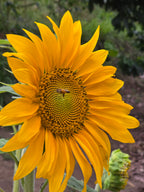 Close-up of a bright yellow sunflower with a bee on its center against a blurred green background. From Coffee farm Finca Los Lembos Risaralda Colombia