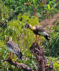 Two large birds perched on a tree branch with a lush green forest in the background, from Coffee Plantation Finca Los Lembos Risaralda Colombia.
