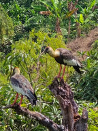 Two large birds perched on a tree branch with a lush green forest in the background, from Coffee Plantation Finca Los Lembos Risaralda Colombia.