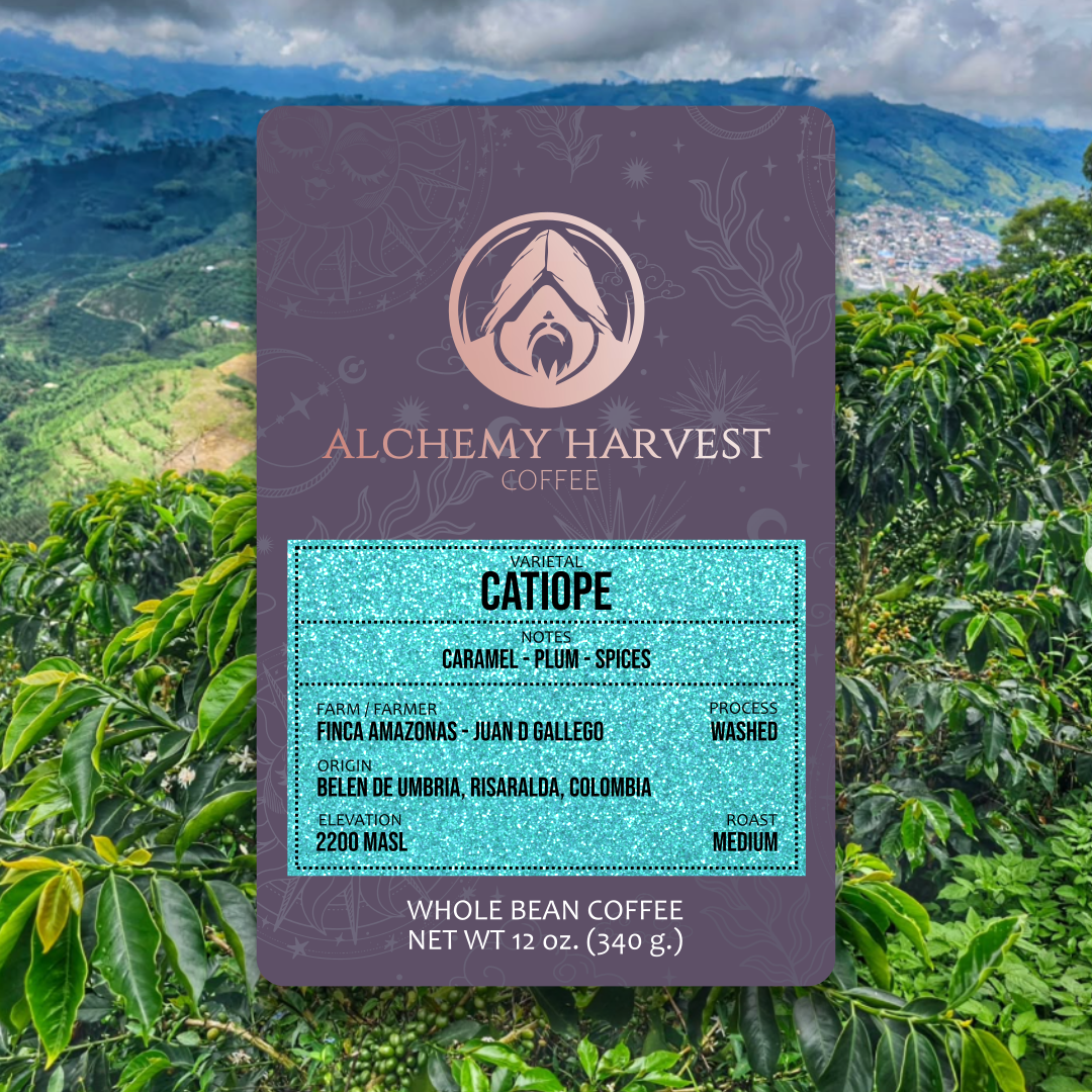 Catiope coffee beans from Finca Amazonas, Colombia