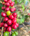 Red Caturron coffee berries on a branch with green leaves