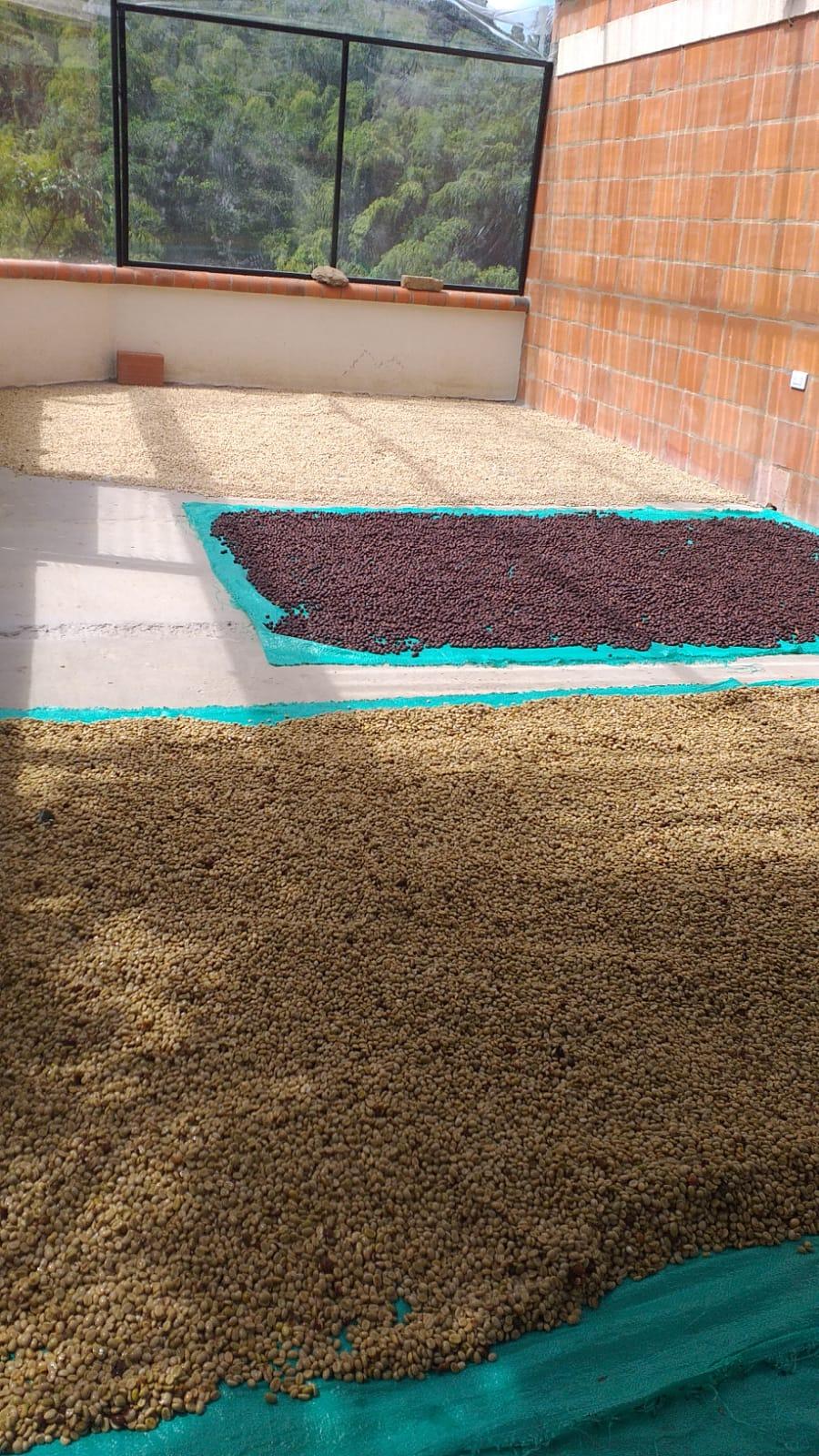 Coffee beans spread out on ongoing both Honey and Natural Processes, at Finca Los Lembos, Risaralda Colombia