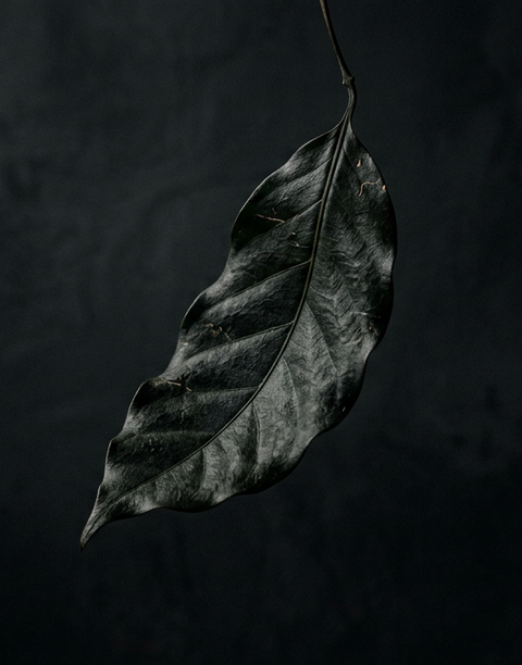 A single dried dark leaf hanging from a thin stem against a dark textured background.