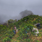 People working in a coffee plantation on a foggy day