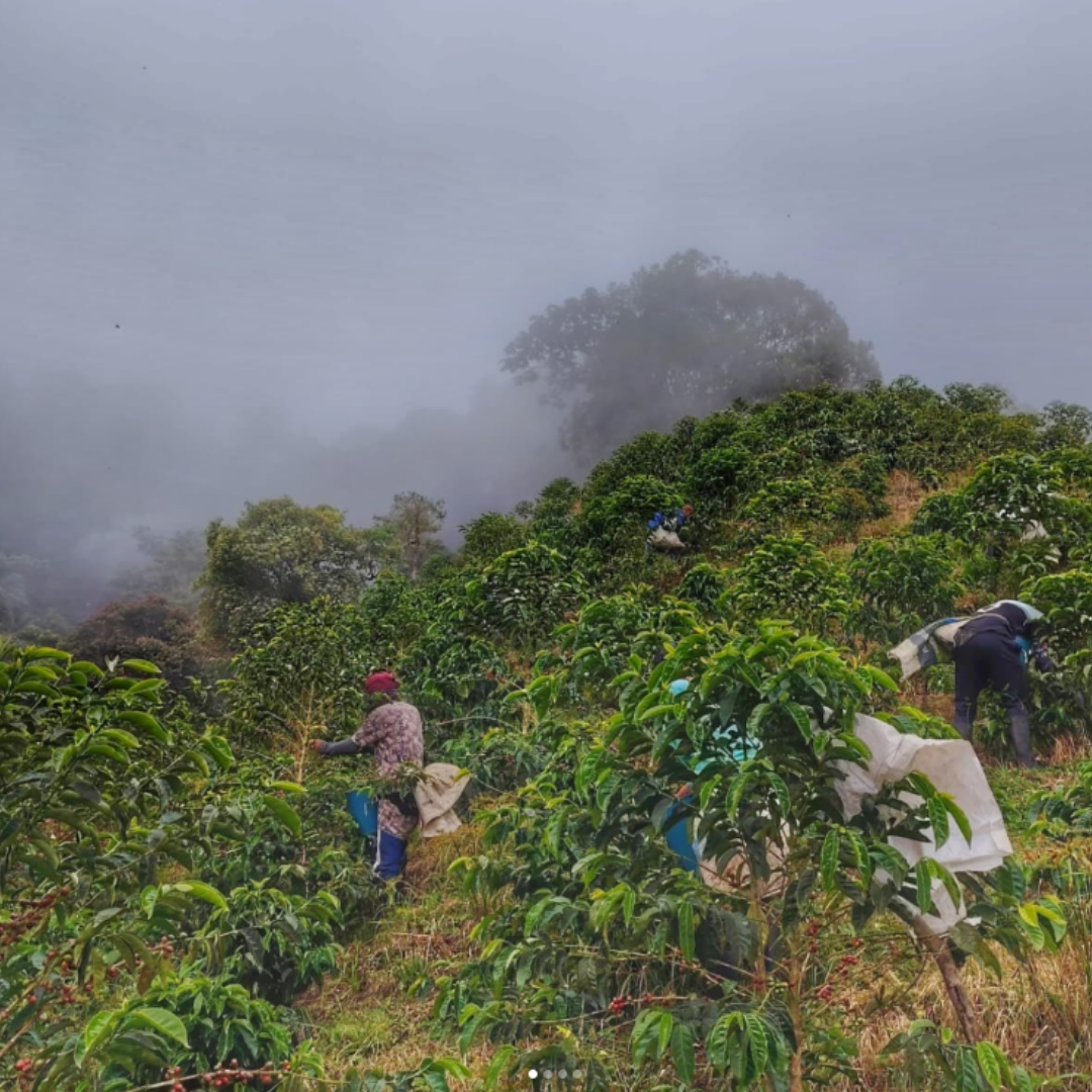 People working in a coffee plantation on a foggy day