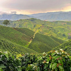 Specialty coffee highlighting native bee pollination