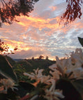 A scenic landscape photograph of a mountain valley at sunset, with glowing orange and pink clouds, silhouetted trees, and coffee plants in the foreground. 