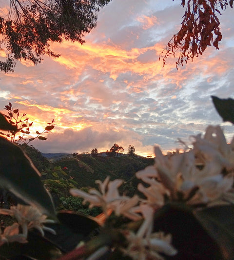 A scenic landscape photograph of a mountain valley at sunset, with glowing orange and pink clouds, silhouetted trees, and coffee plants in the foreground. 