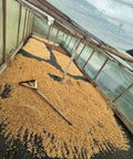 Yellow honey process in action at Finca Los Angeles, Colombia – Bourbon Papayo coffee drying under controlled conditions