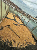 Yellow honey process in action at Finca Los Angeles, Colombia – Bourbon Papayo coffee drying under controlled conditions
