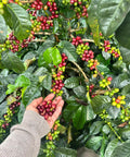 Specialty-Coffee-Bourbon-Papayo-Farm-to-Cup