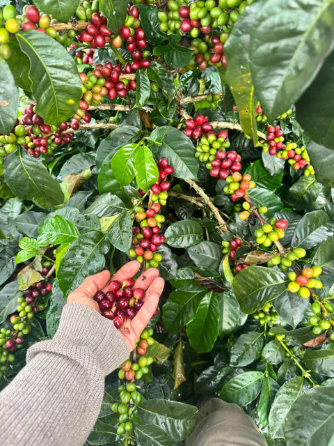 Specialty-Coffee-Bourbon-Papayo-Farm-to-Cup