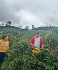 Freshly harvested Bourbon Papayo coffee cherries held by farmer at Finca Los Angeles, with Colombian mountains in the background