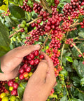 Semi-washed honey processing of Bourbon Papayo coffee cherries, highlighting artisanal methods and Colombian terroir