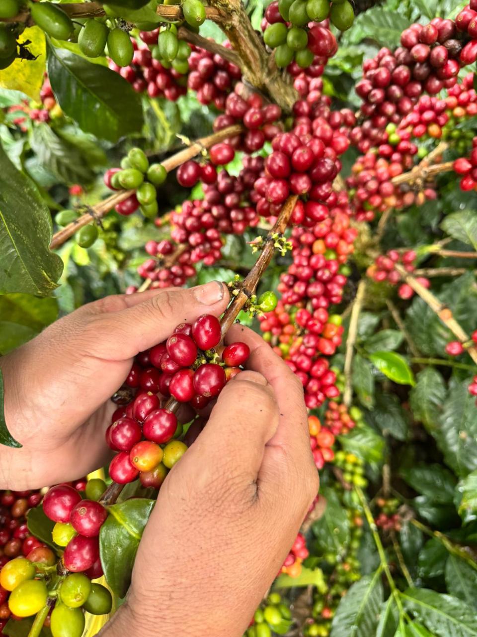 Semi-washed honey processing of Bourbon Papayo coffee cherries, highlighting artisanal methods and Colombian terroir