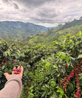 Coffee plant in bloom at Finca Los Angeles, Colombia, with scenic mountain backdrop and hand-harvested cherries