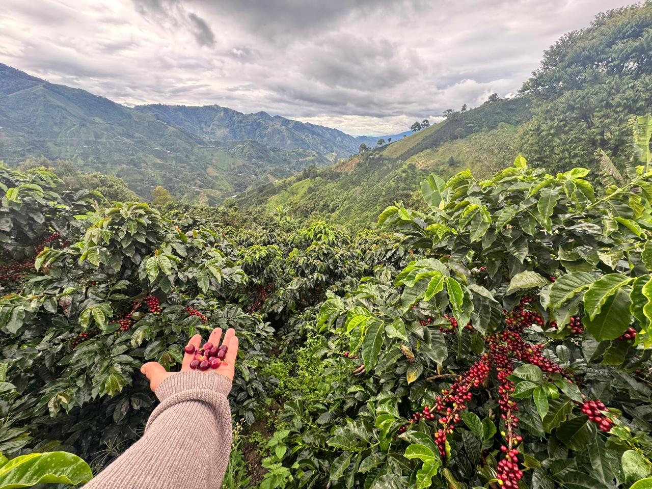 Coffee plant in bloom at Finca Los Angeles, Colombia, with scenic mountain backdrop and hand-harvested cherries