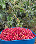 Freshly picked coffee berries next to a chiroso coffee tree.