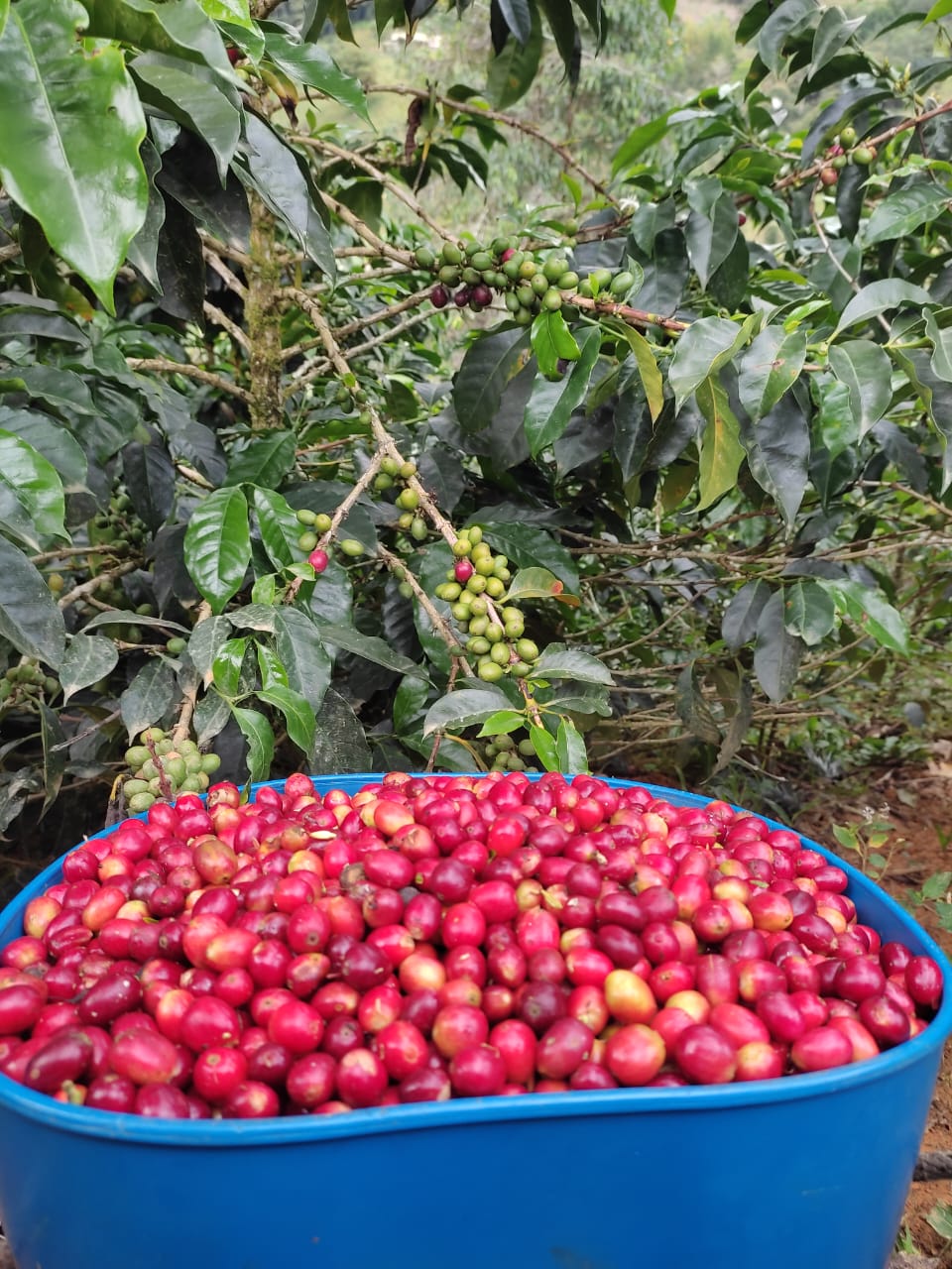 Freshly picked coffee berries next to a chiroso coffee tree.