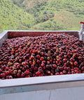Freshly picked Chiroso Coffee from Finca Granito de Oro - Alchemy Harvest Coffee