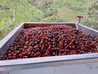 Freshly picked Chiroso Coffee from Finca Granito de Oro - Alchemy Harvest Coffee