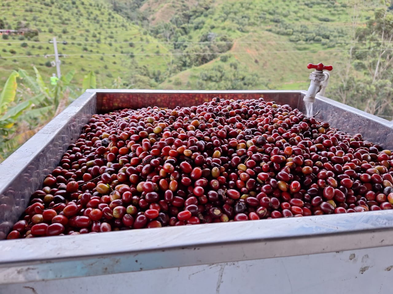 Freshly picked Chiroso Coffee from Finca Granito de Oro - Alchemy Harvest Coffee
