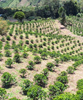 Coffee plantation with rows of coffee trees in a mountainous area