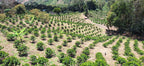 Coffee plantation with rows of coffee trees in a mountainous area