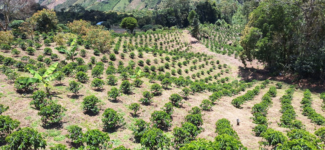 Coffee plantation with rows of coffee trees in a mountainous area