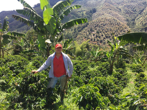 Nelson Urrego standing among coffee plants with a mountainous landscape in the background